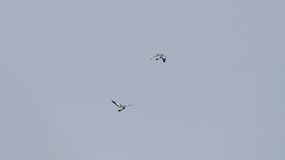 Stock Dove